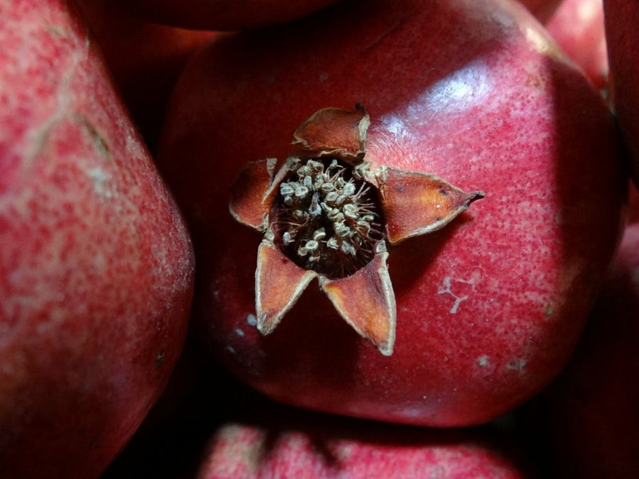 Punica granatum
