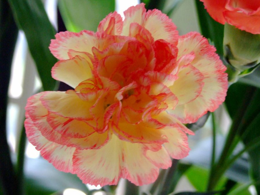 Dianthus caryophyllus