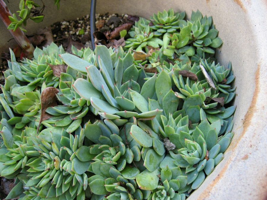Echeveria elegans