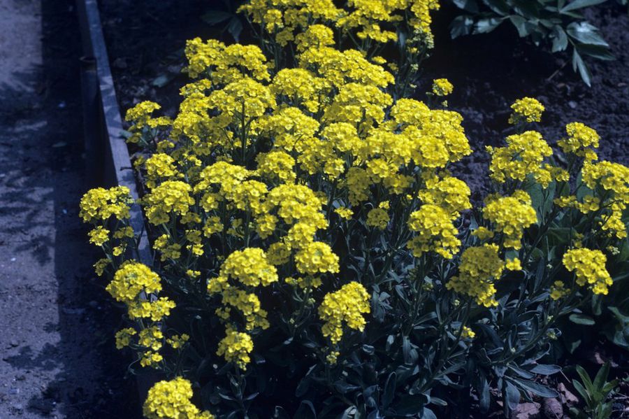 Alyssum saxatile