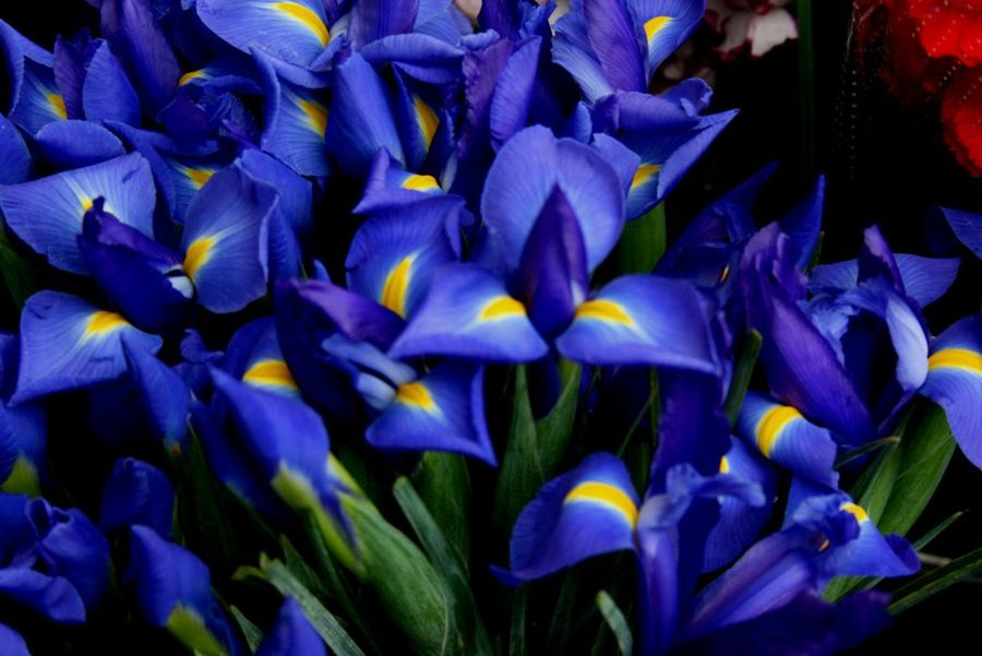 El Iris, rey del jardín | Plantas