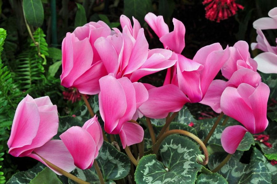 Cyclamen