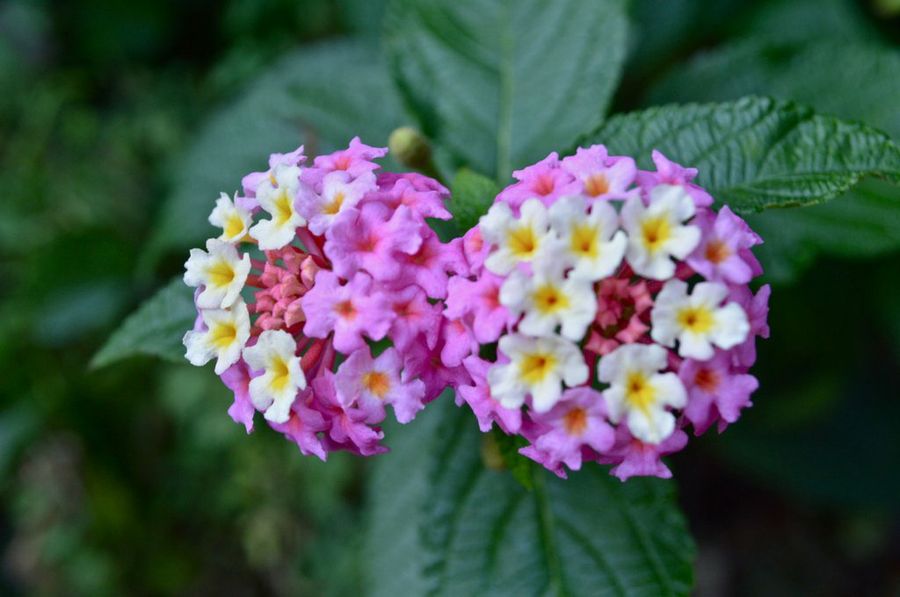 Lantana