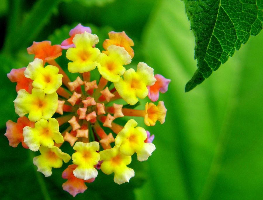 Lantana