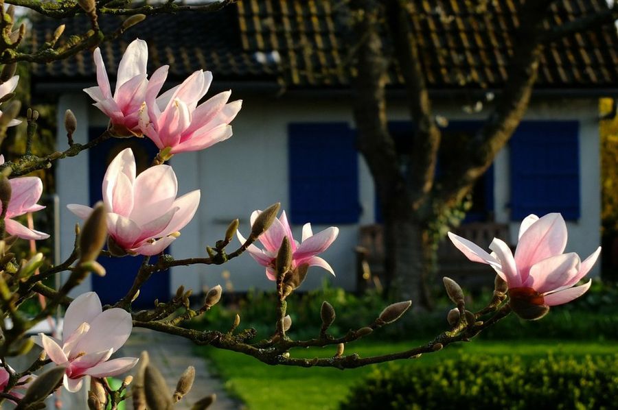 El magnolio: el perfecto árbol ornamental | Plantas