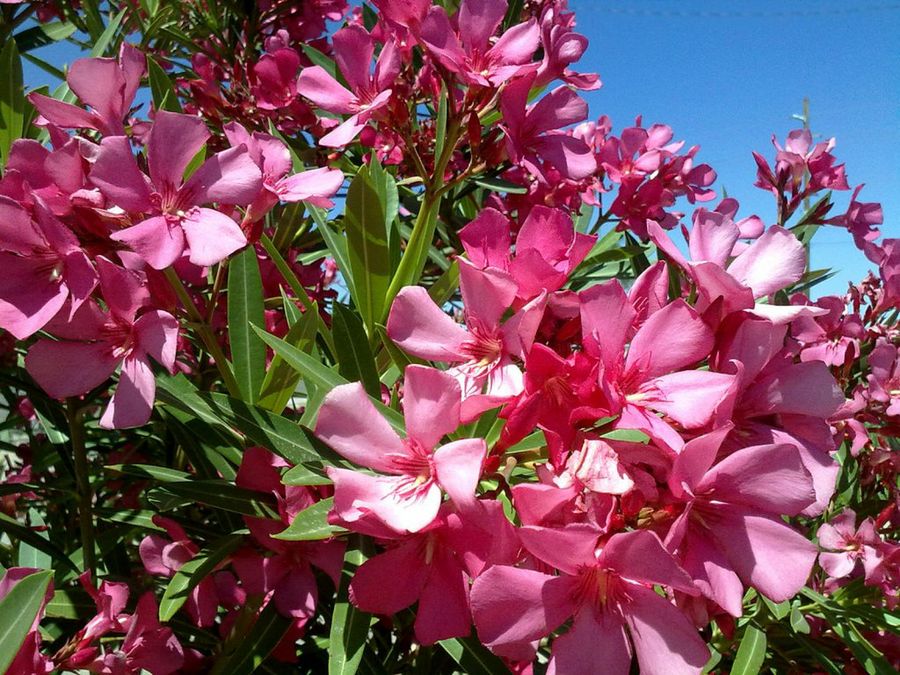 Nerium Oleander