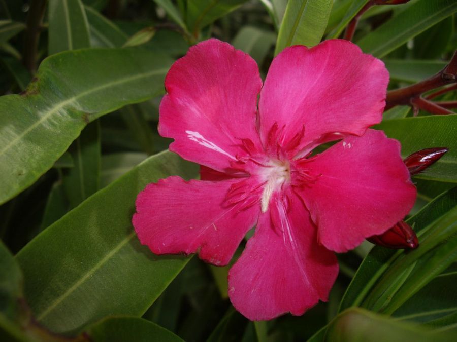 El iris tips y recomendaciones plantas