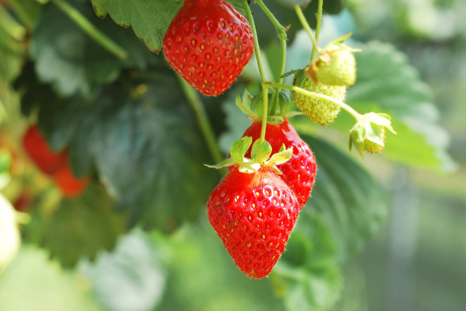 Cultivar fresas: guía completa en maceta y jardín