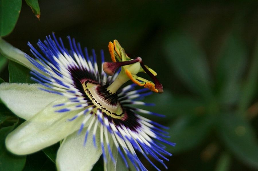passiflora