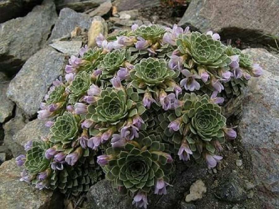 Las Siemprevivas y sus variados colores | Plantas