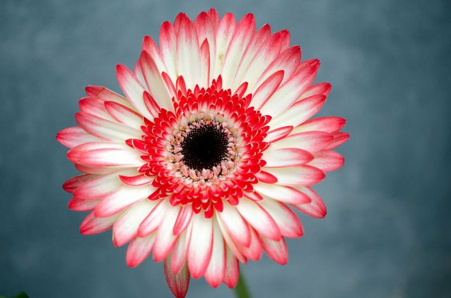 Gerbera