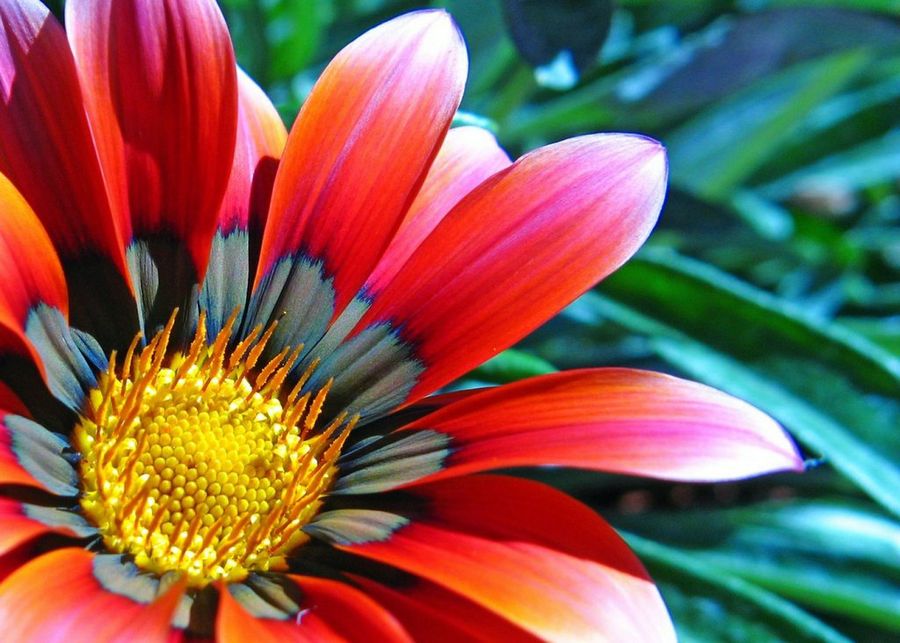 Gazania