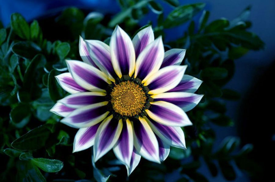 La gazania | Plantas