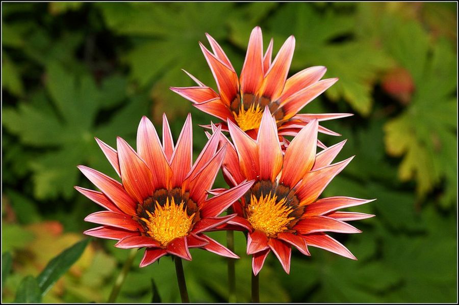 Gazania