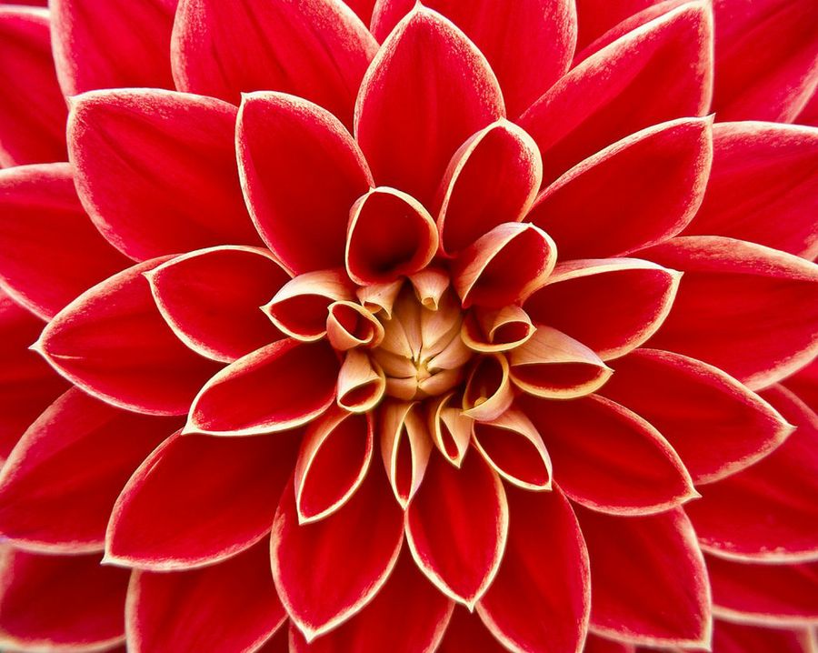 Dahlia