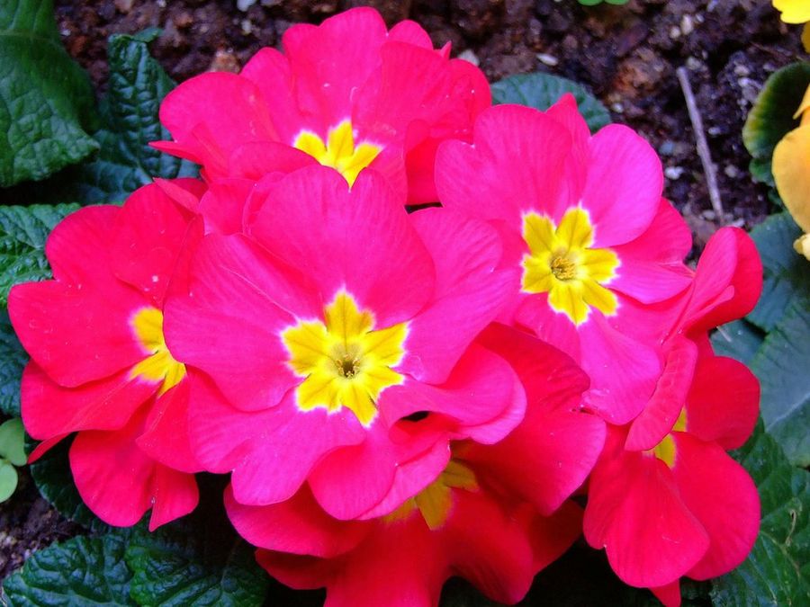 Primula