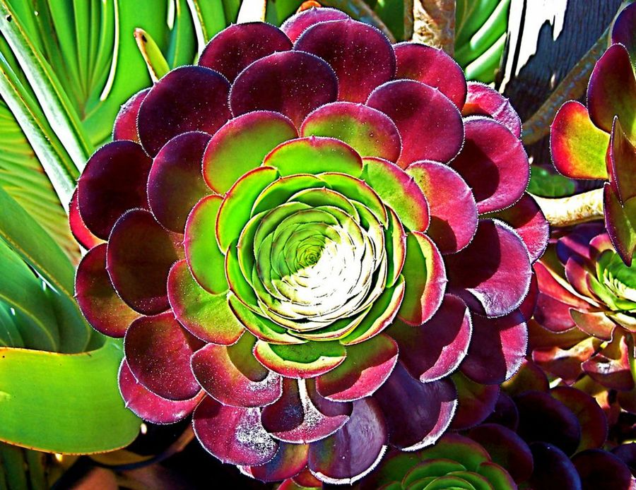Aeonium