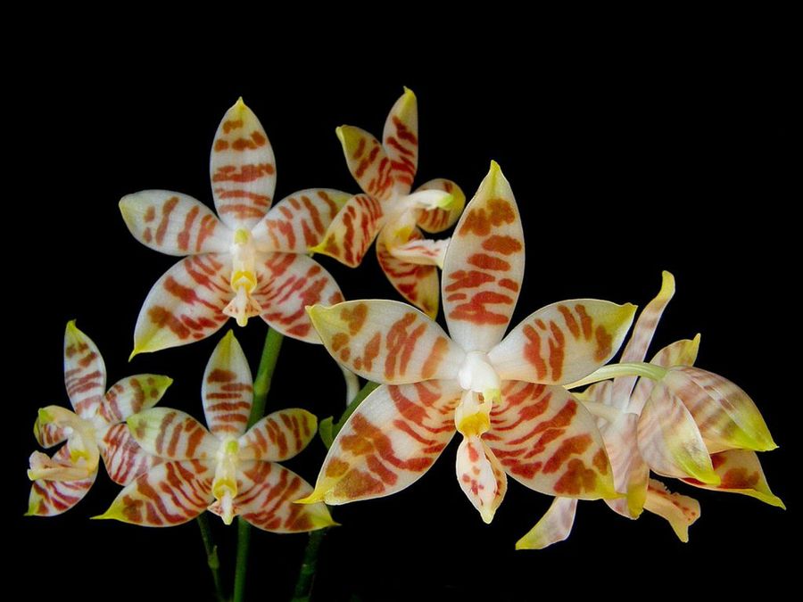 Phalaenopsis