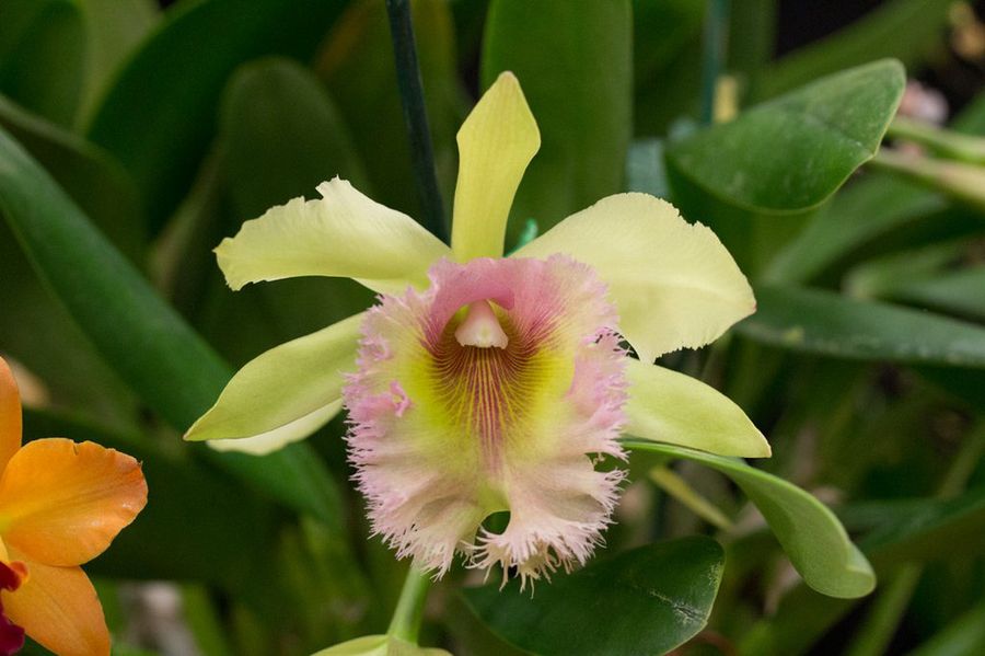 Cattleya