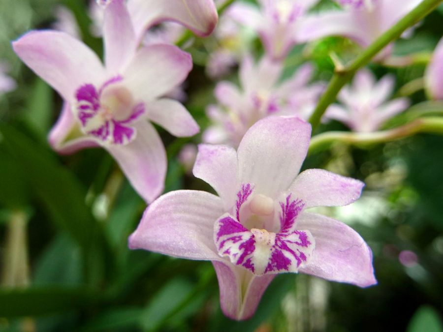 Dendrobium