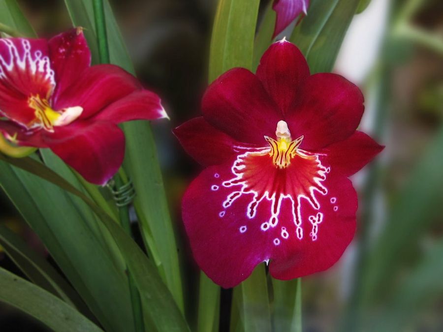 Oncidium