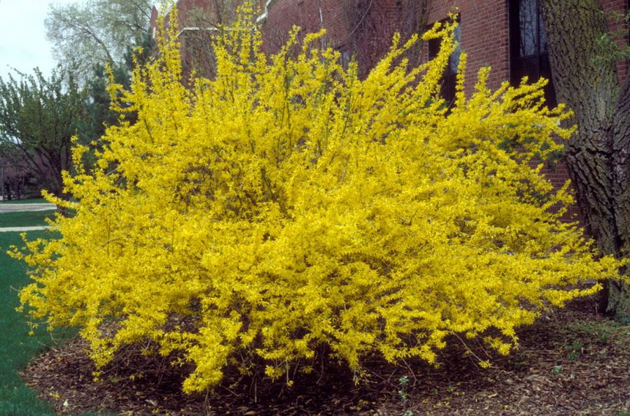 Forsythia