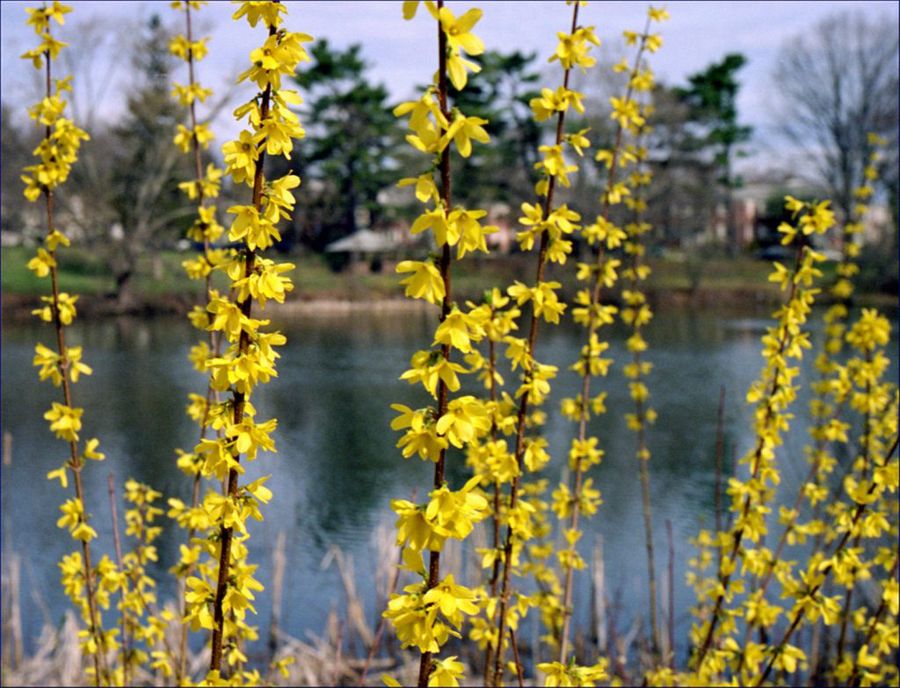 Forsythia