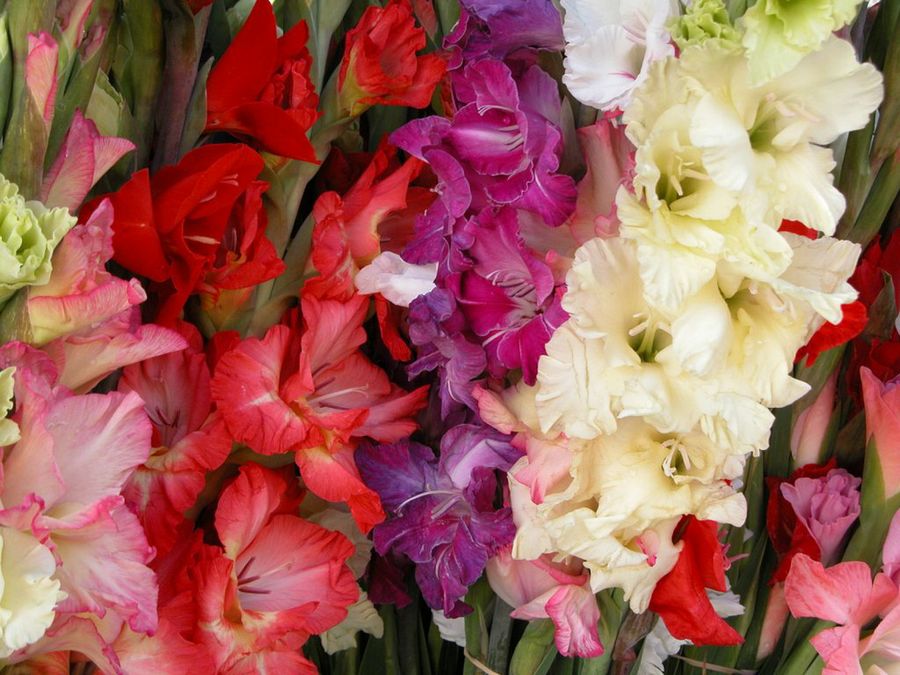Gladiolus