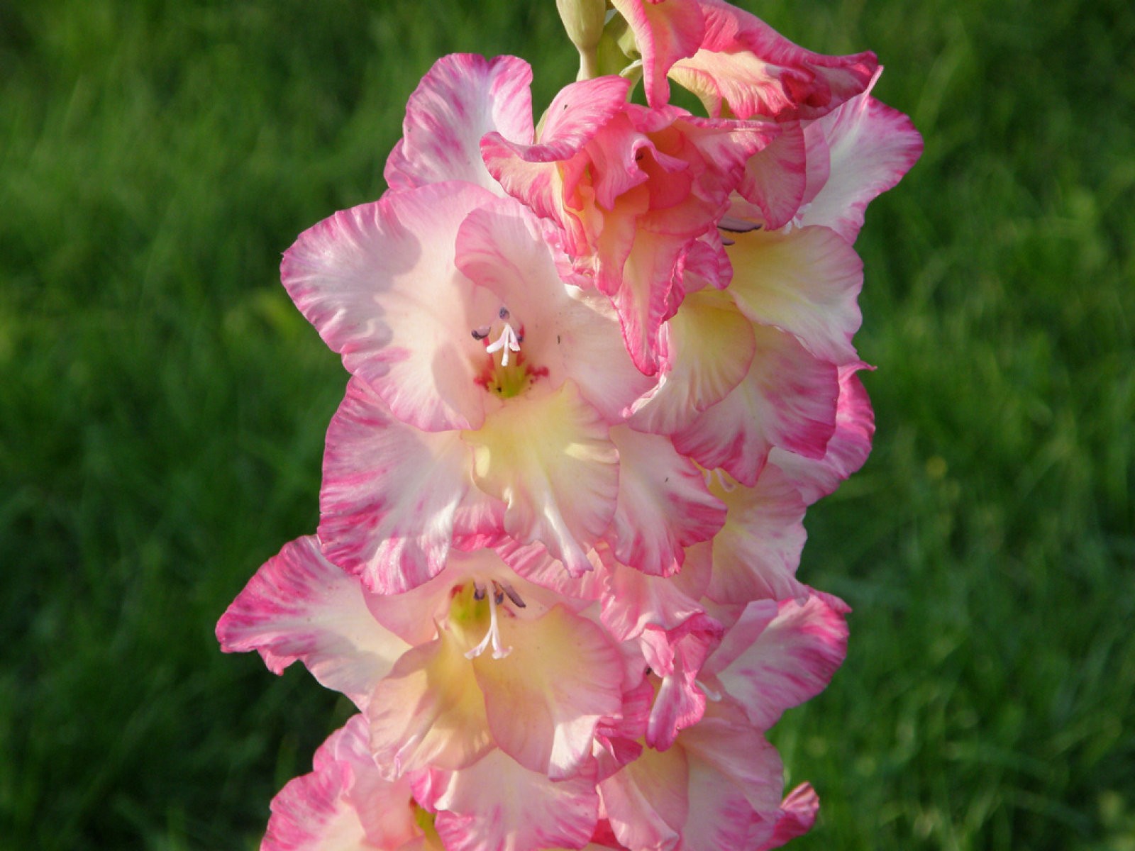 Gladiolus