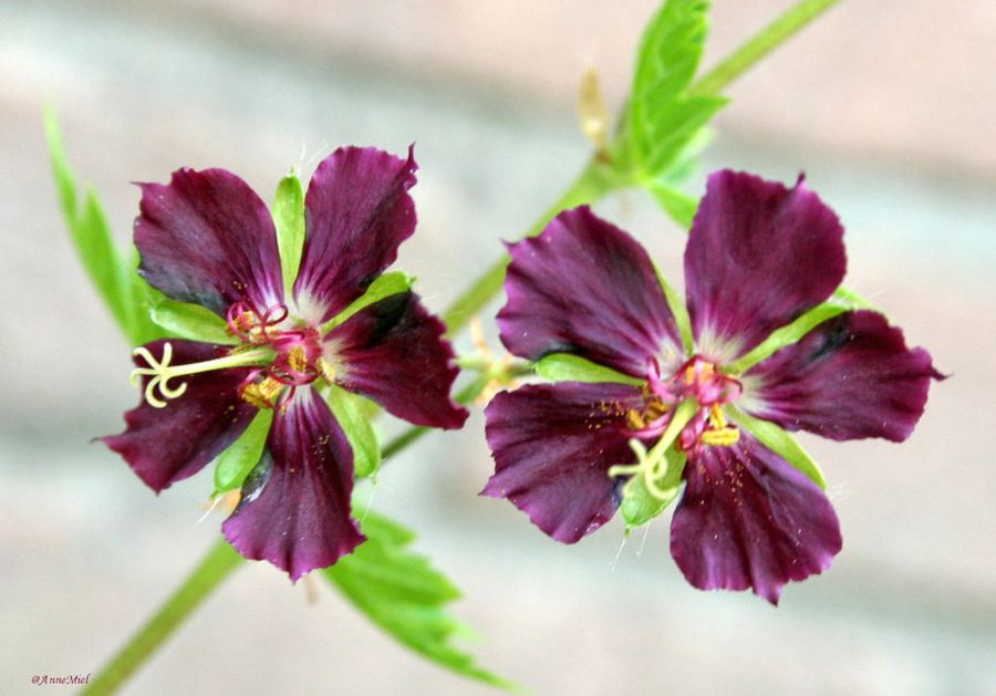 Geranium phaem