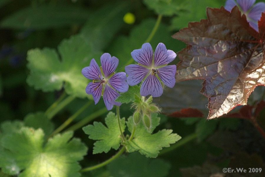 Geranium platypetalum