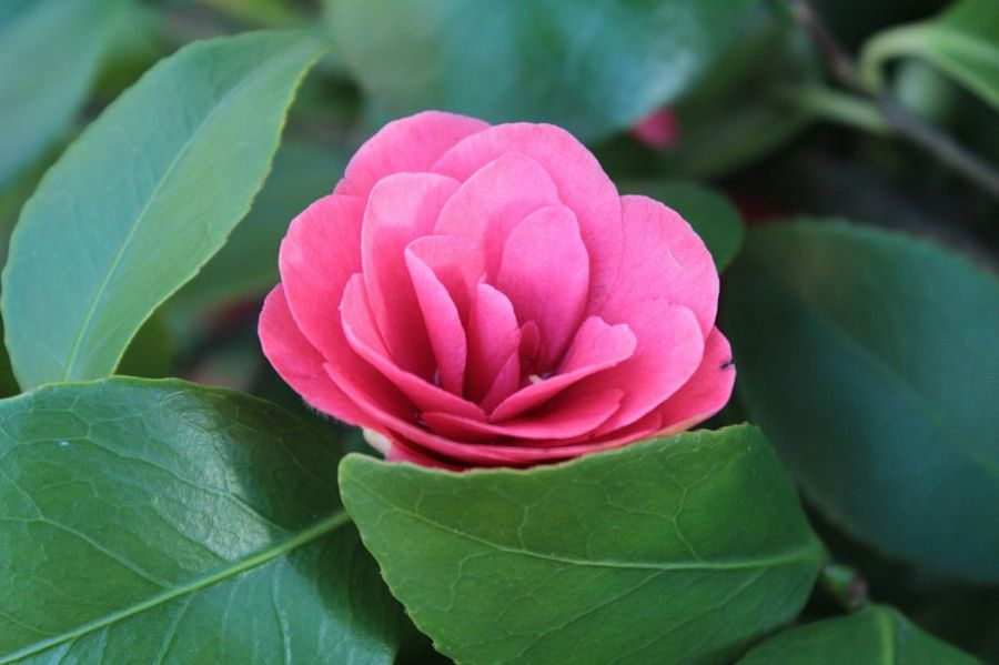 Camellia