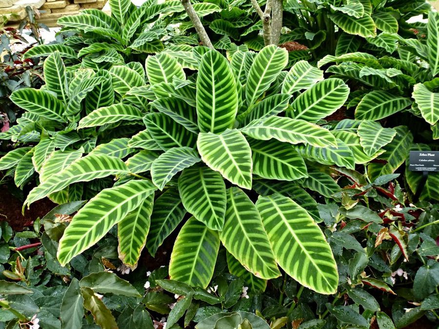 Aphelandra