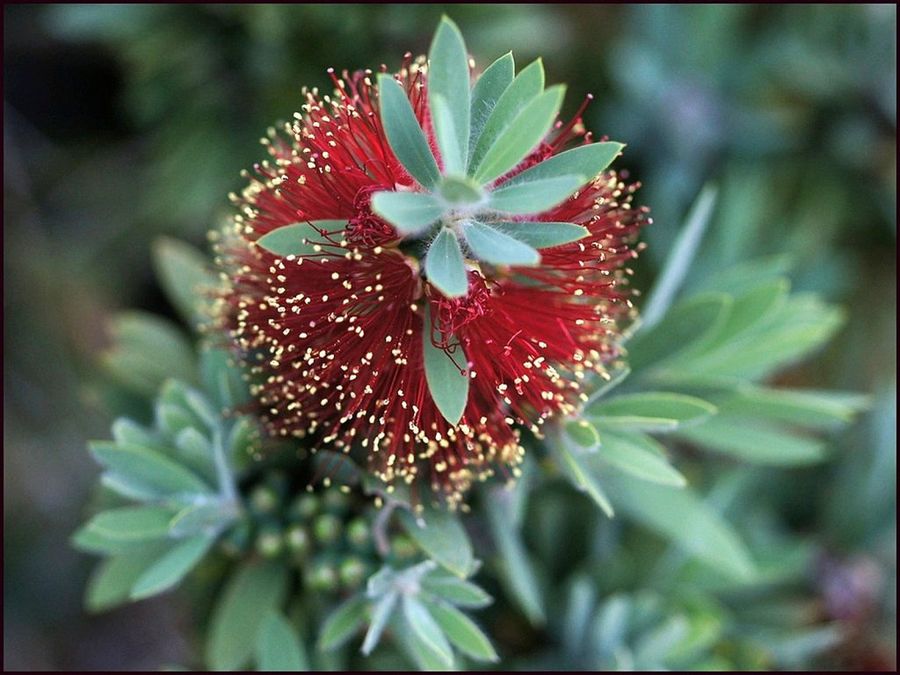 Callistemon
