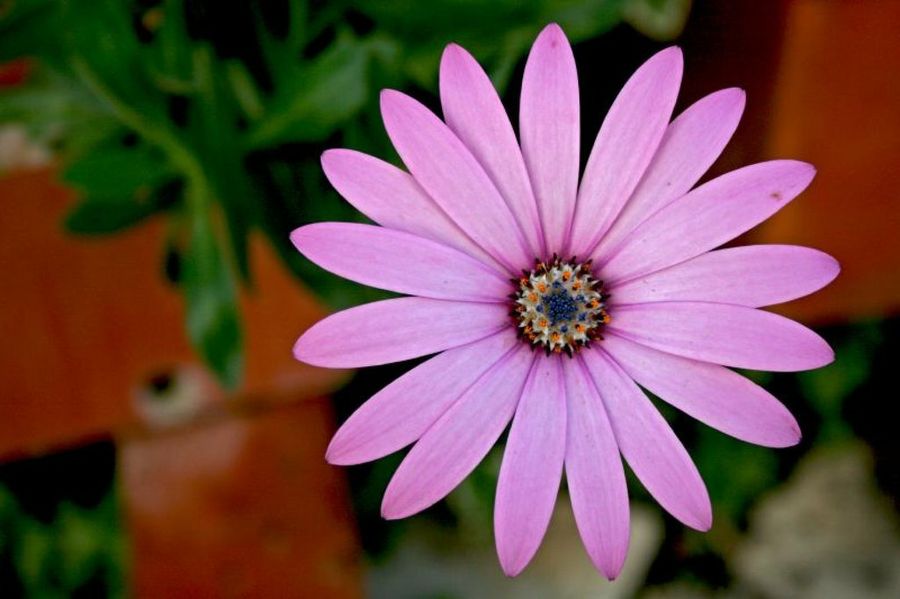Chrysanthemum frutescens