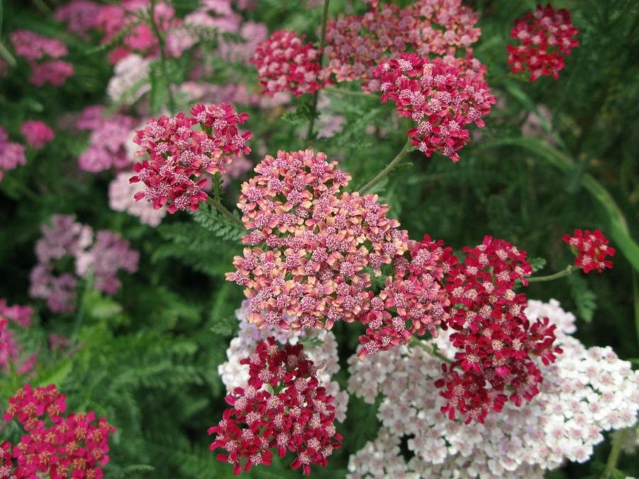 Achillea millefolium