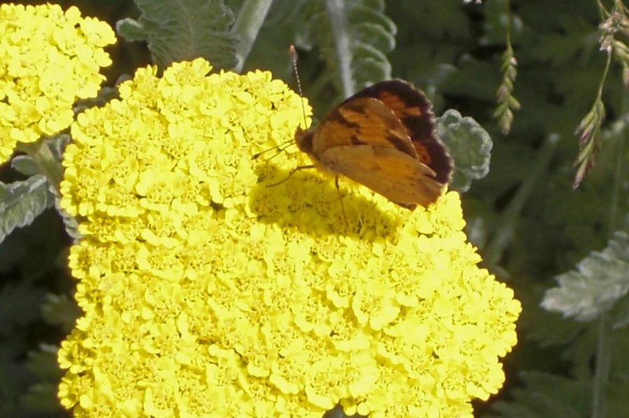 Achillea millefolium