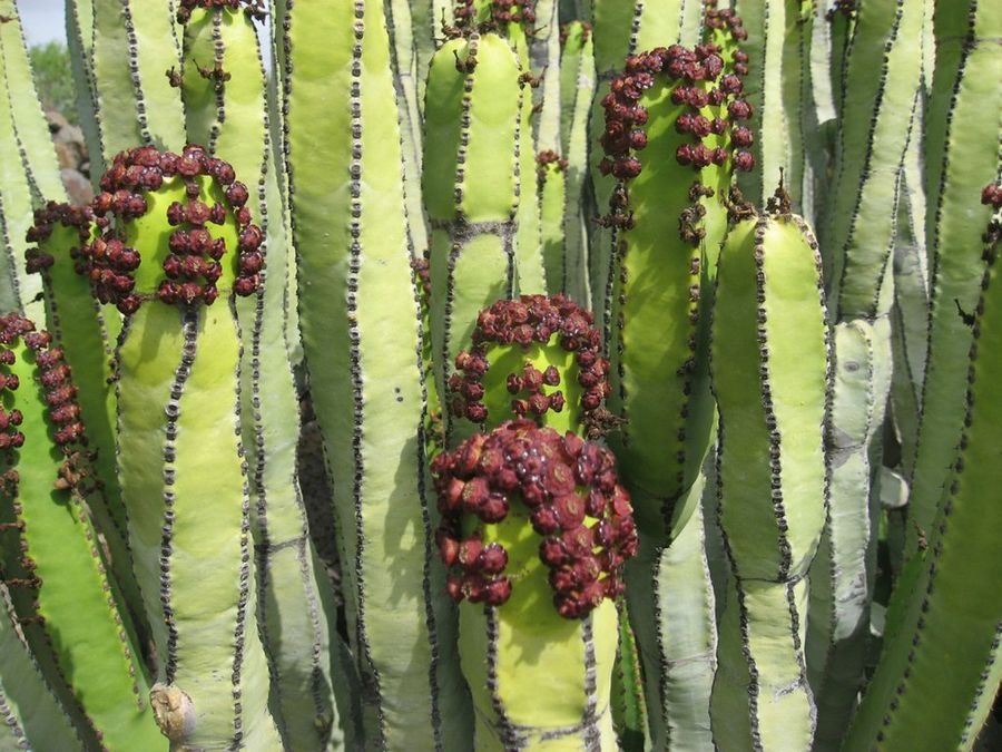 euphorbia canariensis