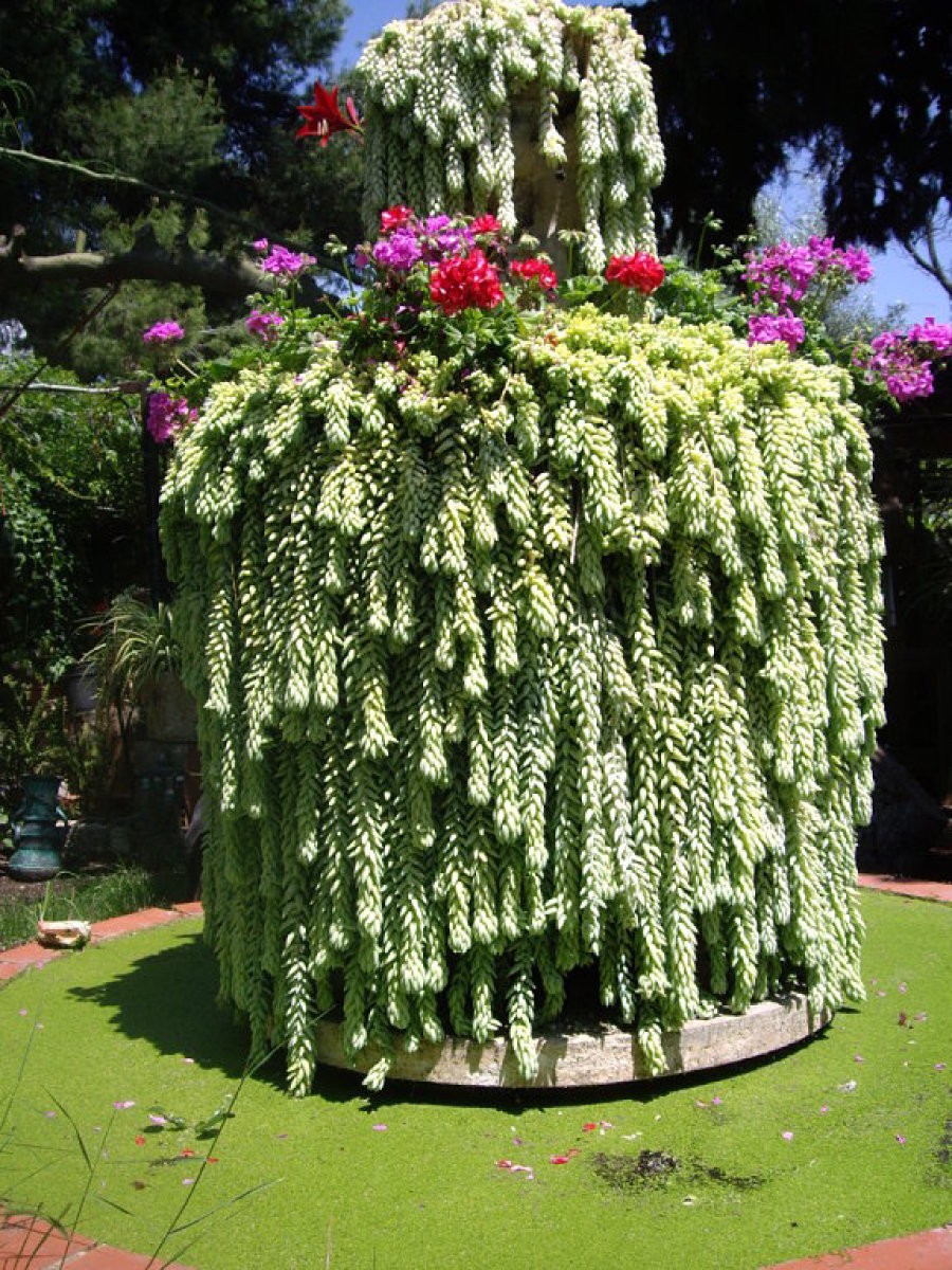 Ficha del Sedum