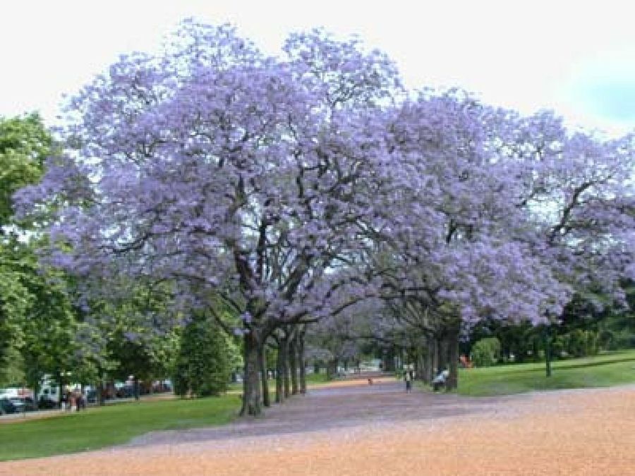 Ficha de la Jacarandá | Plantas