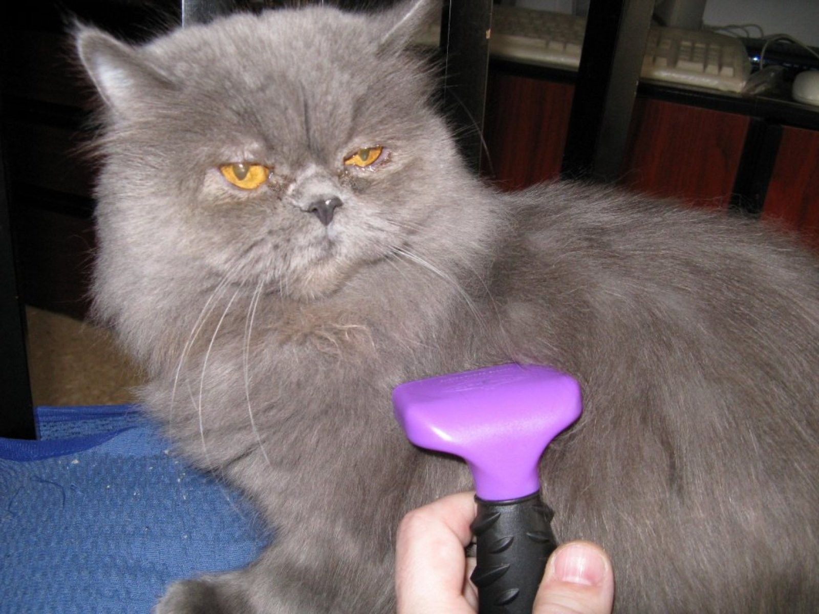 Gato