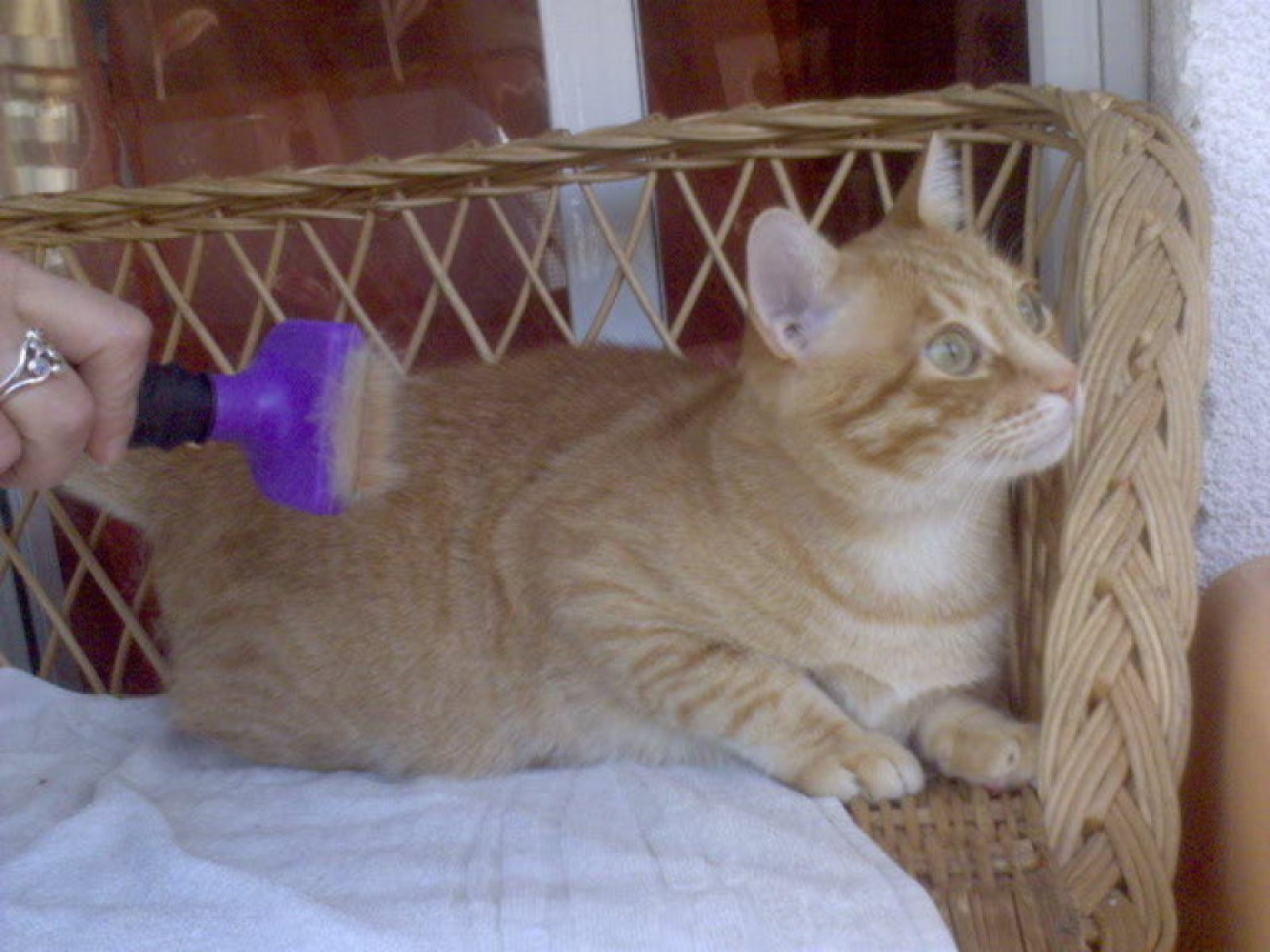 Gato