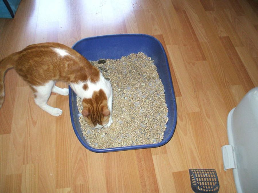 bandeja sanitaria del gato