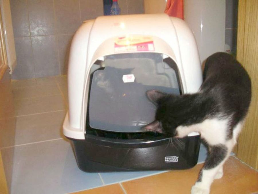 gato en el trasportín