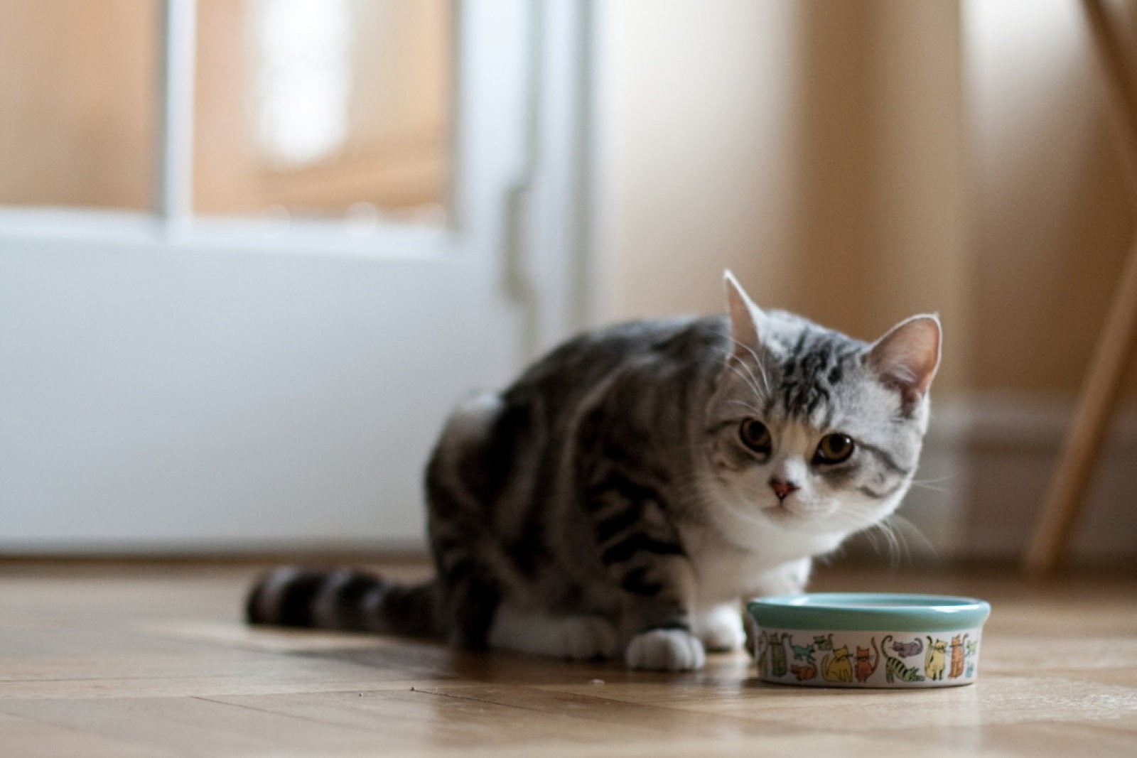 Todo sobre la alimentación del gato