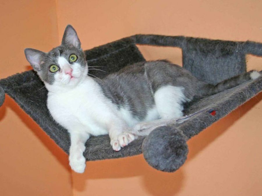 gato en la guardería