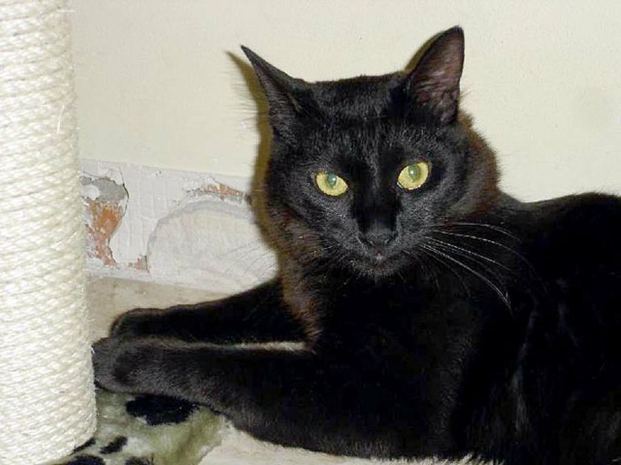 gato negro con rascador