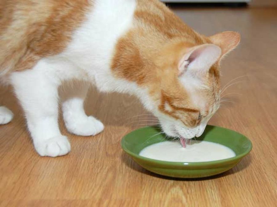 gato bebé con su dueño