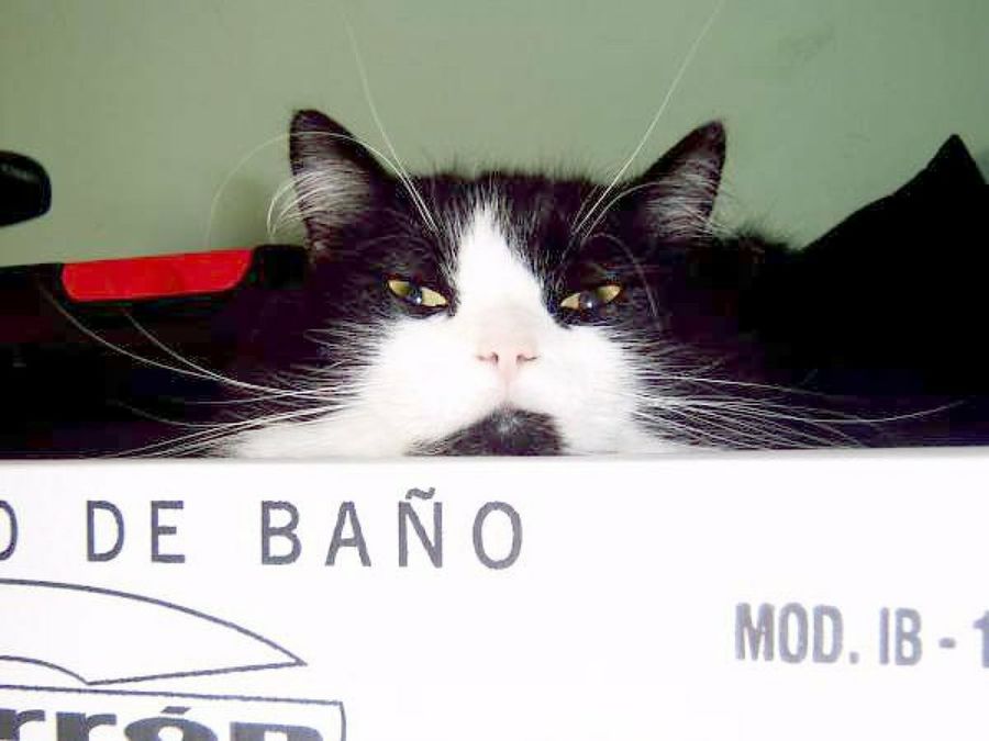 gato en el baño