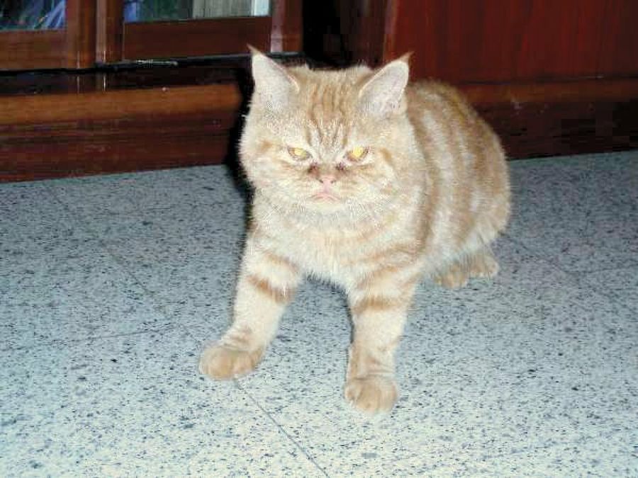 gato enfadado